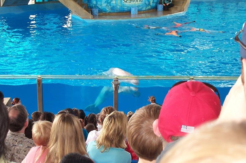 A beluga whale