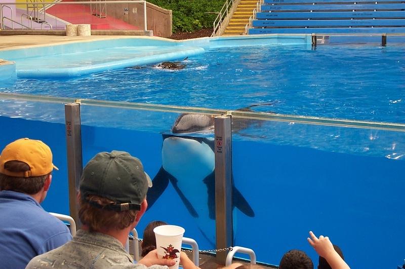 Shamu studying the crowd prior to the show.  We sat in the wet zone.