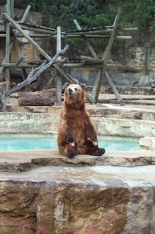 A grizzly at the San Antonio Zoo.  We enjoyed the zoo a lot.