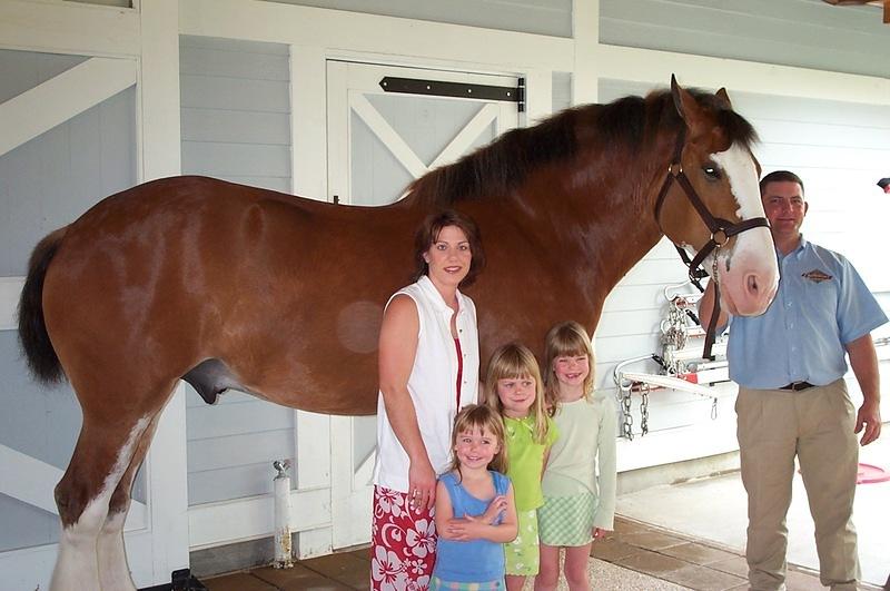 Lori and girls posing with a clydesdale horse.