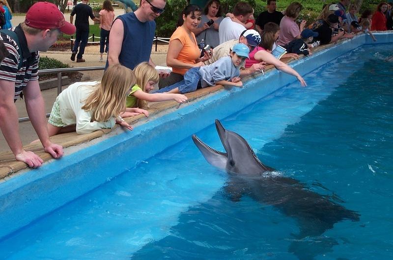 More dolphin feeding fun