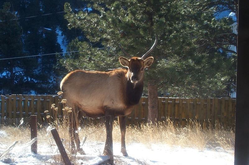 Another visitor outside my basement patio door