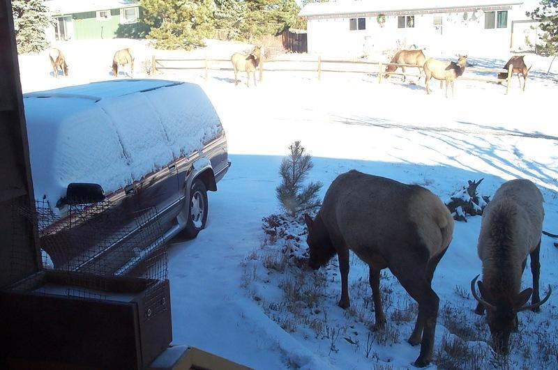 Some morning visitors