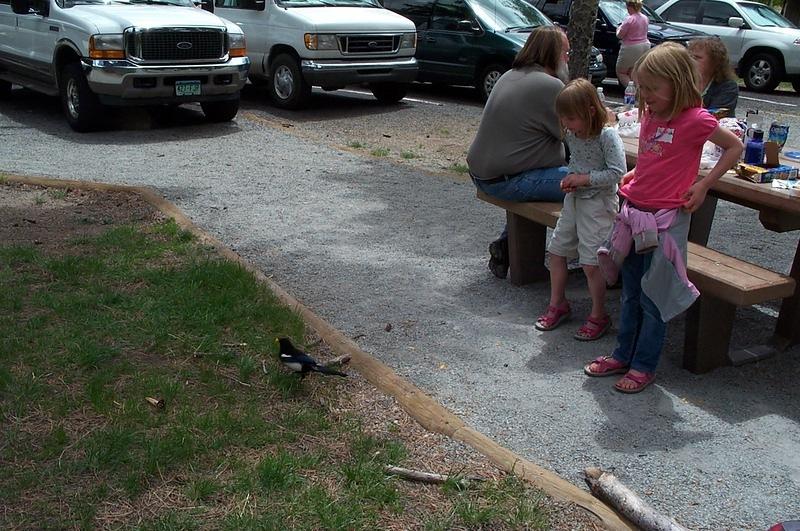 Thieving magpies eating cheetos the kids (accidently) dropped