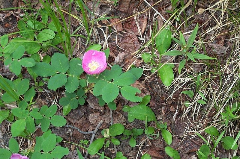 Eliz loves to take flower pictures so we have few in this gallery-wild rose