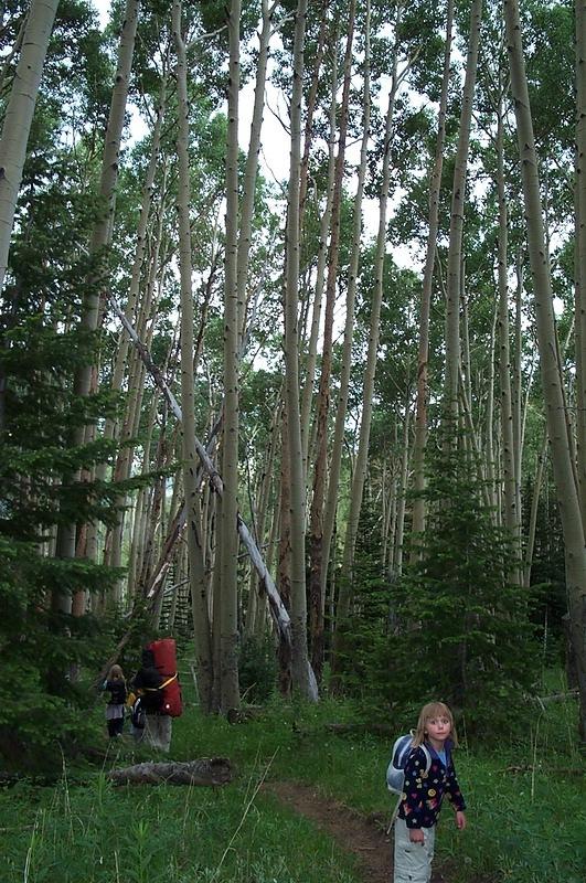 More very tall aspens