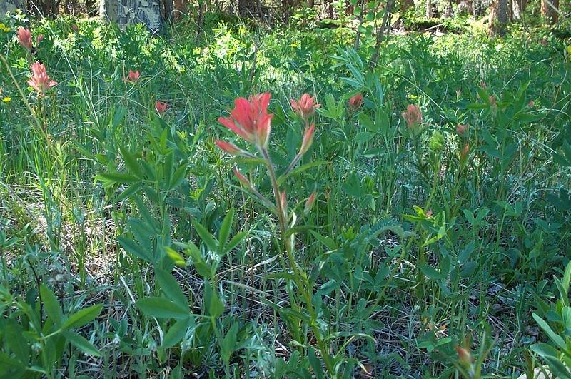 Eliz's flowers-indian paintbrush