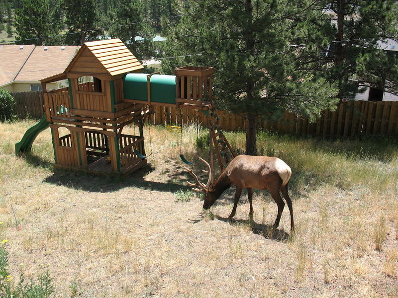 Somewhat larger visitor-Mr. Elk