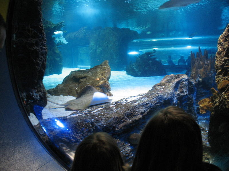 The Newport Aquarium had an awesome million or so gallon salt water tank