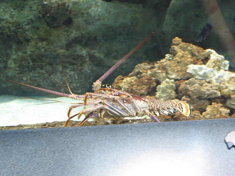 Spiny Lobster