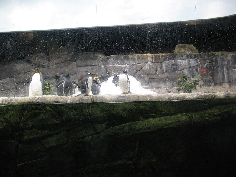 penguins