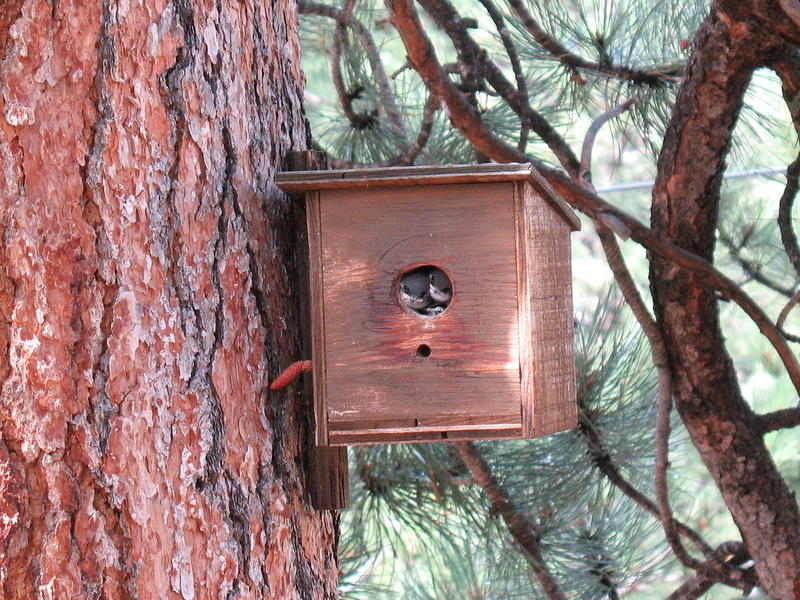 There are two baby birds both trying to get their heads out of the hole