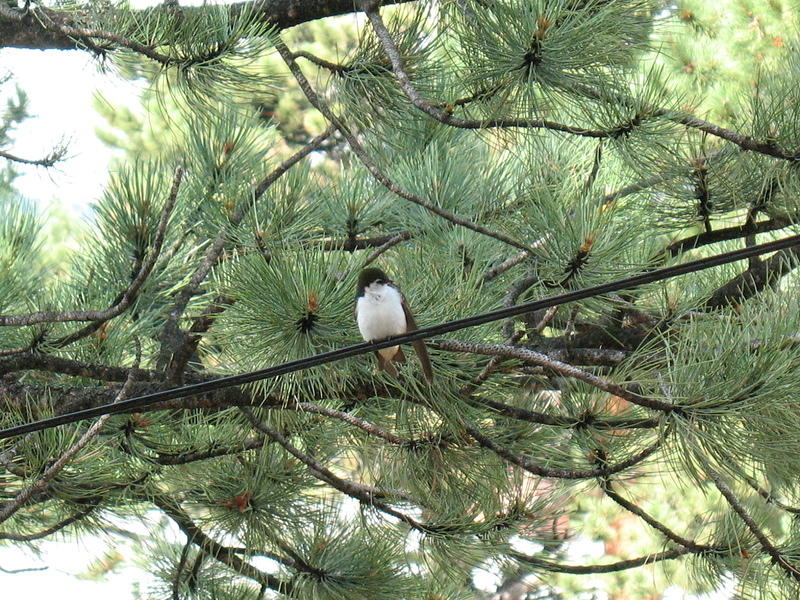 The birdhouse is just feet from our deck.  It has been fun watching the process