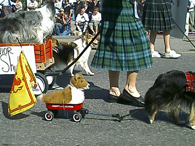 A sheltie pulling its friend