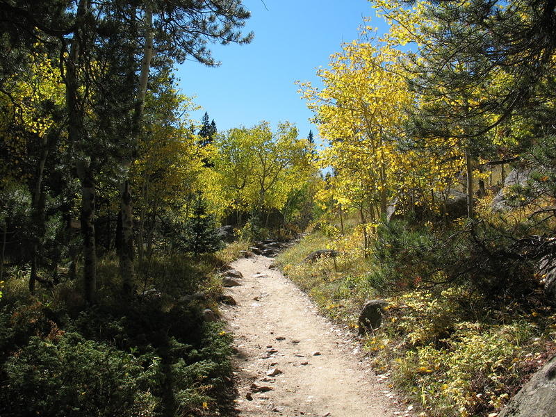 golden aspens