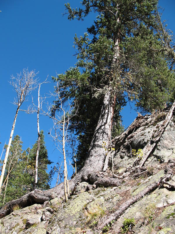 This tree reminds me of Coloradoans-the hardiness.  It is clinging to the side of a rock.  
