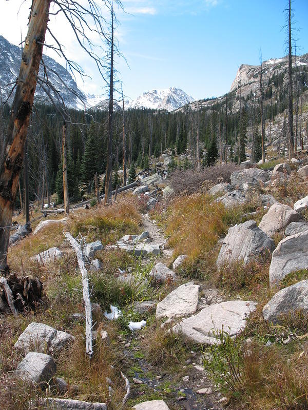 The colored grasses flourish in this area