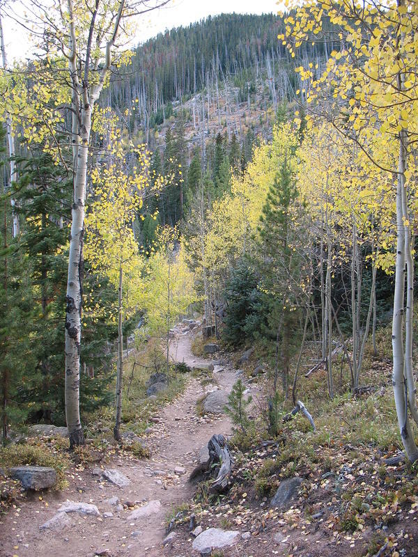 More Aspens