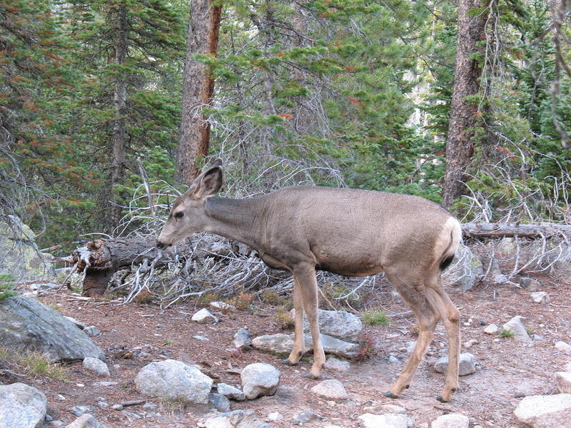 A doe past Ouzel Falls