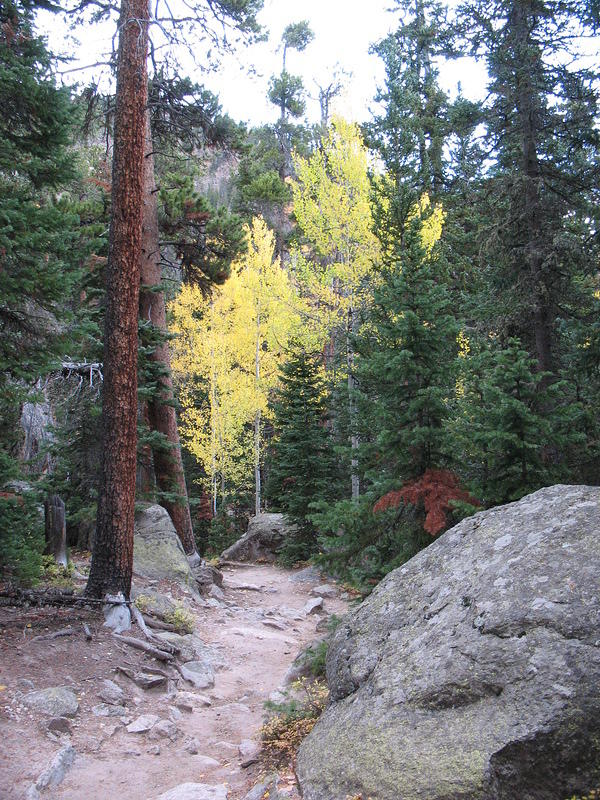 Can't get enough of these aspens along the trail