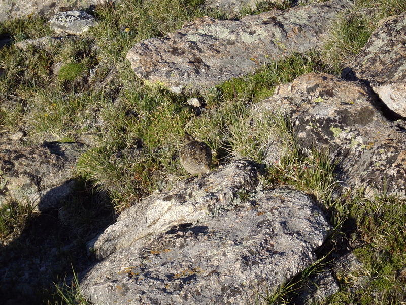 Baby ptarmigan.