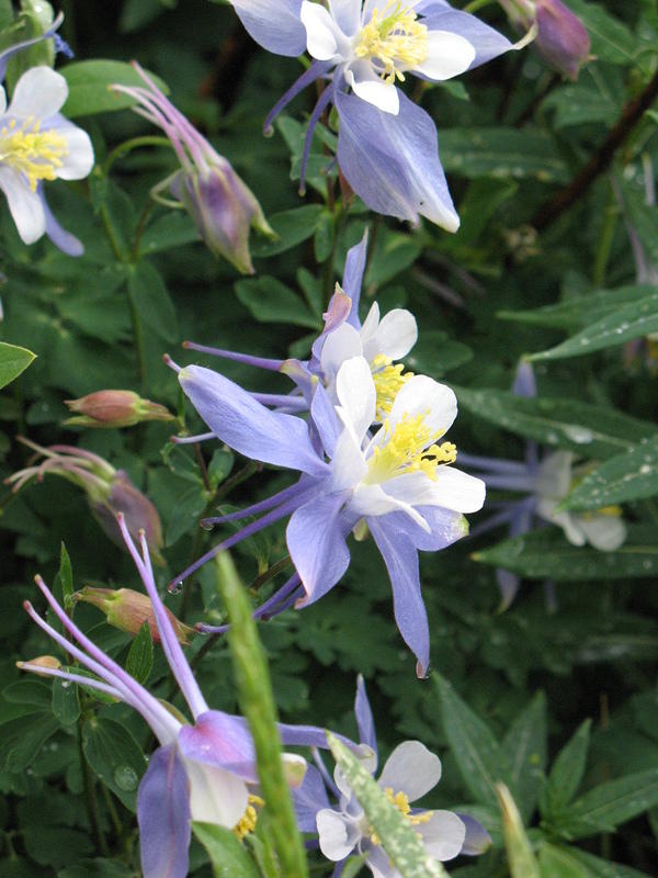 columbine