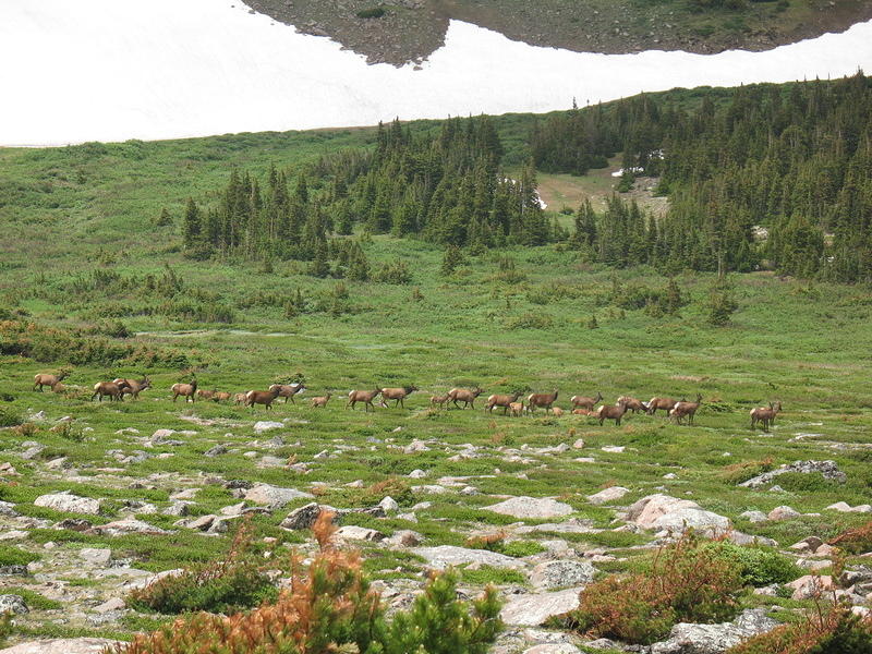 herd of elk grazing