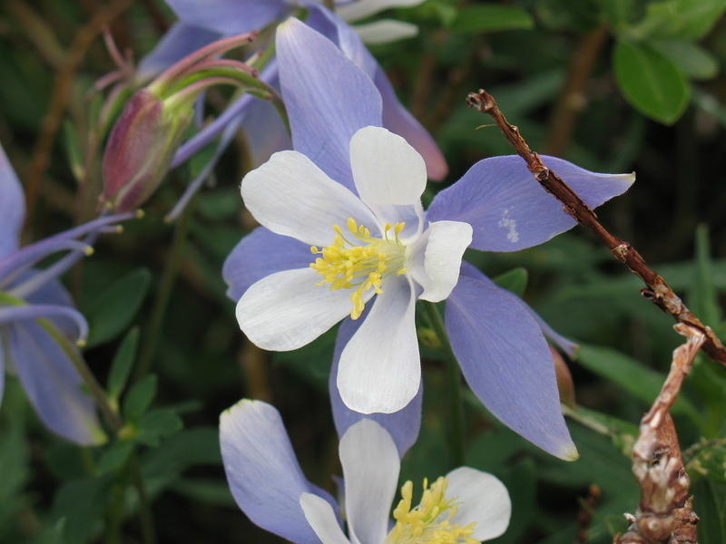 a columbine on the trail