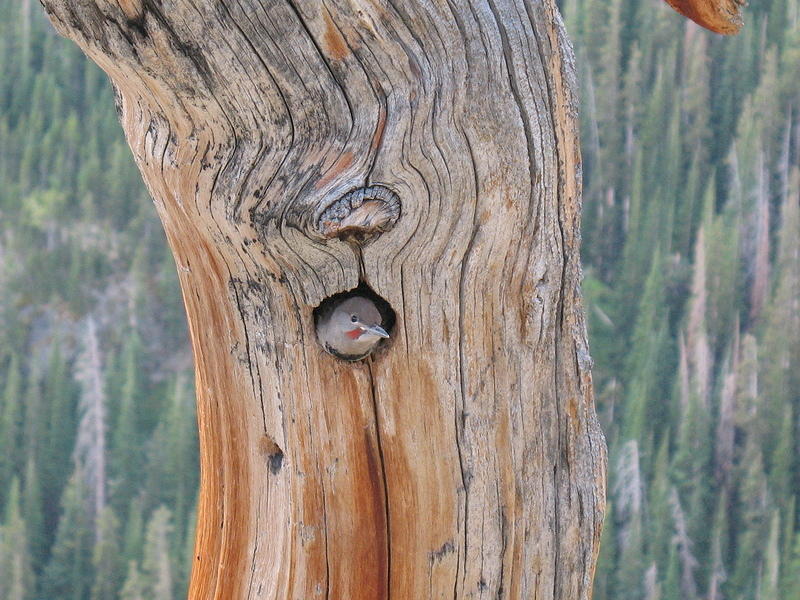 annoying little bird at the Dream Lake overlook