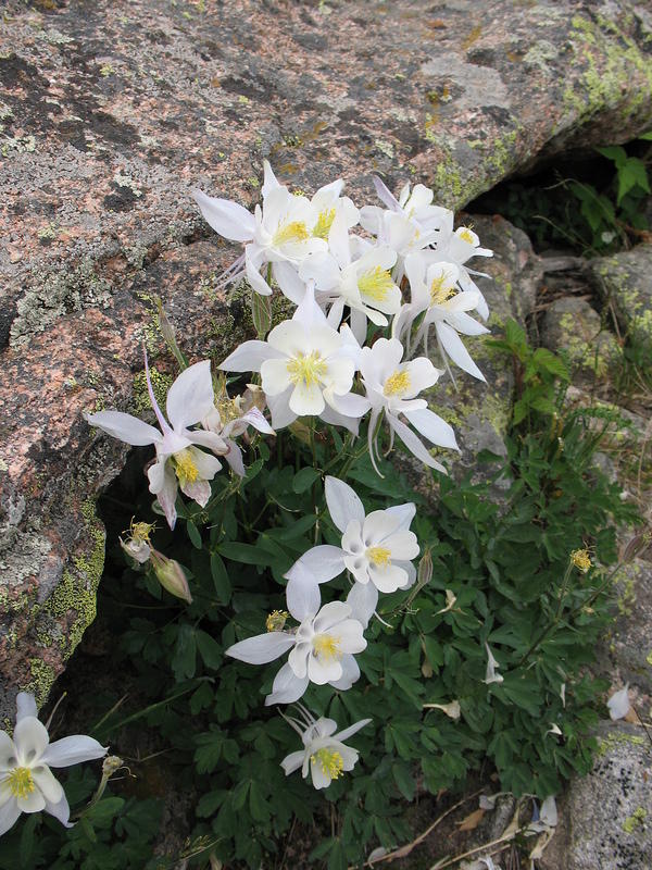 White columbines, they were fresh not faded