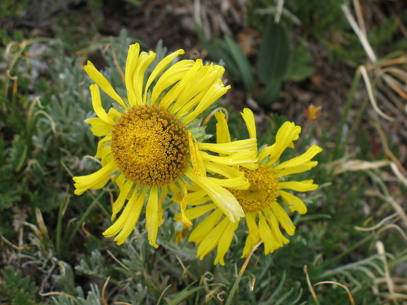 alpine sunflowers?