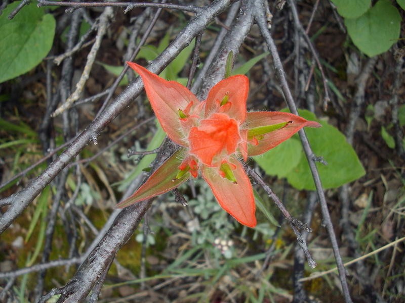 I couldn't pass up this flower growing along side the trail right above Jim's Grove.