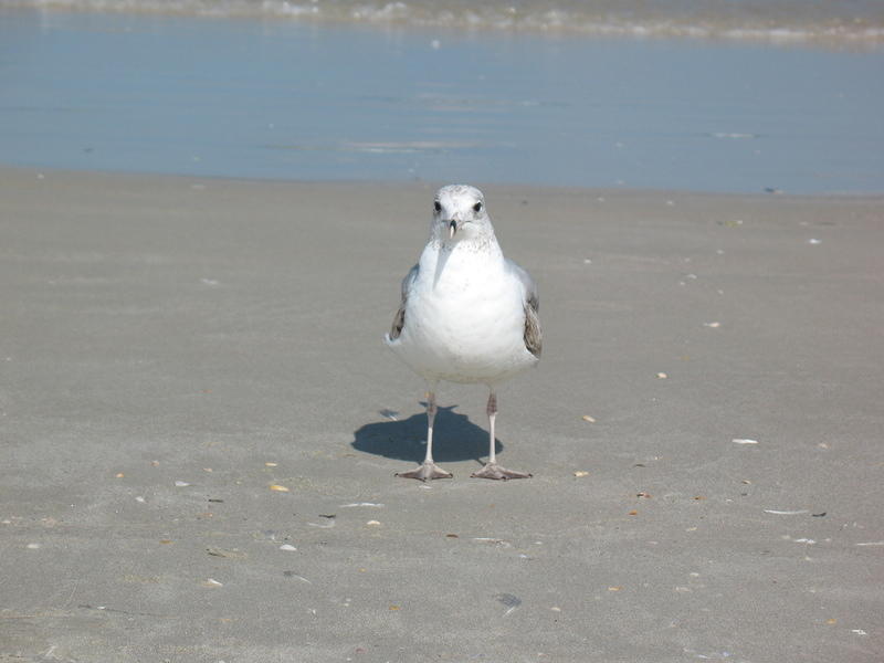 the gulls were vicous food stealers