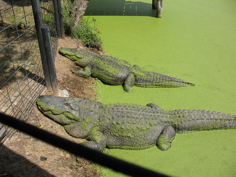 Ewww, the gators