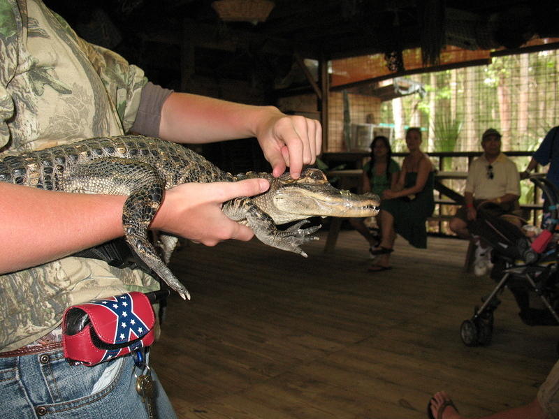 The guide showing us the gators ears