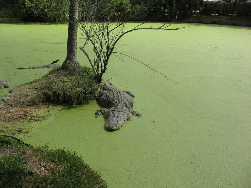 There are no birds to eat the duck weed so it is covering the water