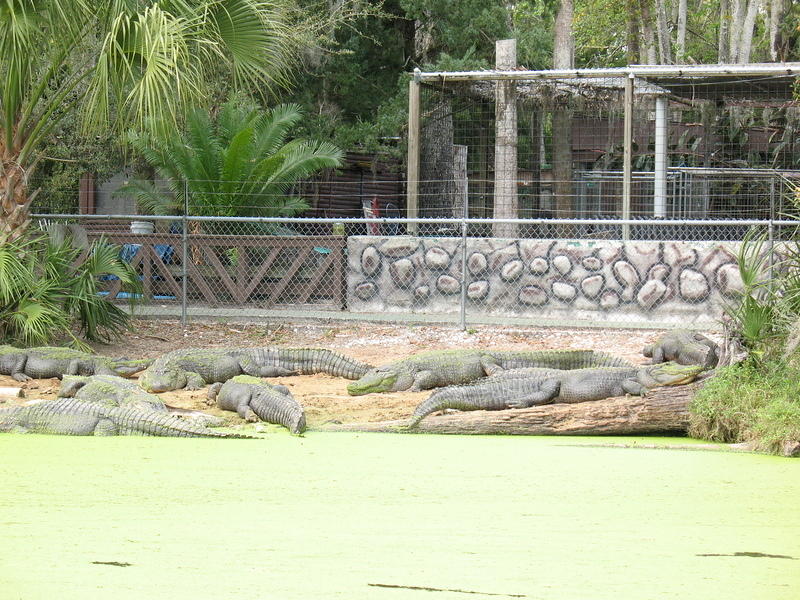 They are so overfed, look how fat and lazy the gators are