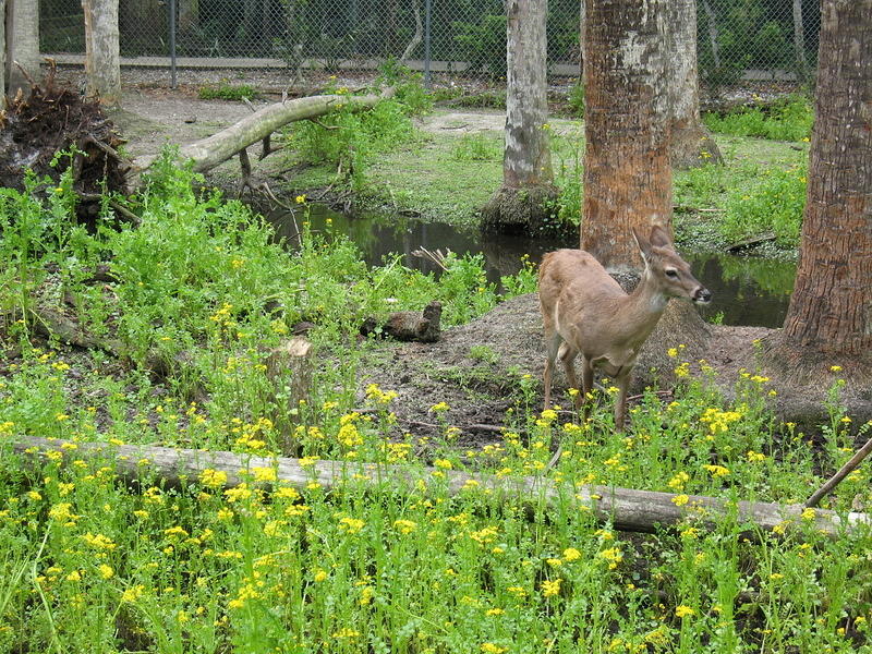 Some small deer in a fenced off area