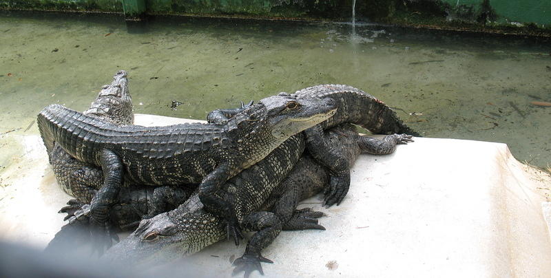 Gator sandwich