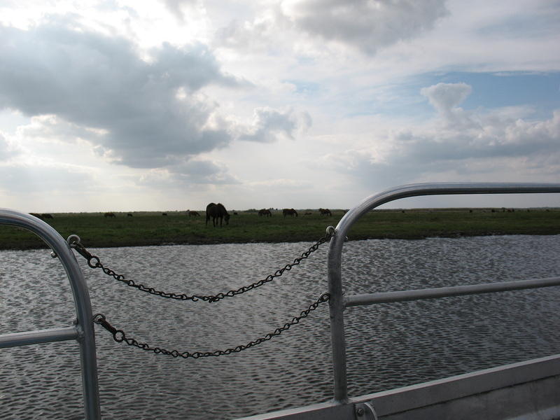 Farmers graze their horses and cattle here and the gators don't bother them