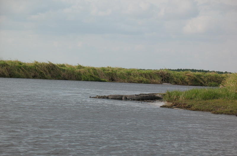 Alligators sunning themselves, the slink into the water when we get close