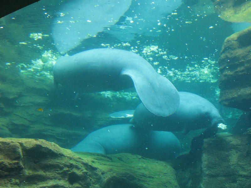 Feeding time at the manatee tank-yummy lettuce