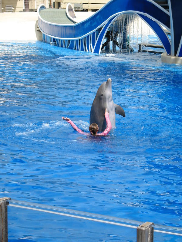 One of the performers swims with a dolphin