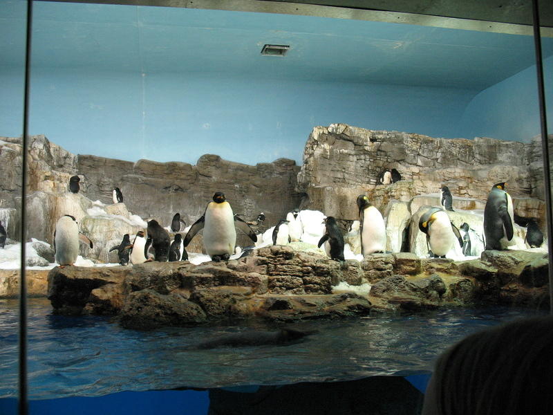 The penguin habitat-they are so funny to watch