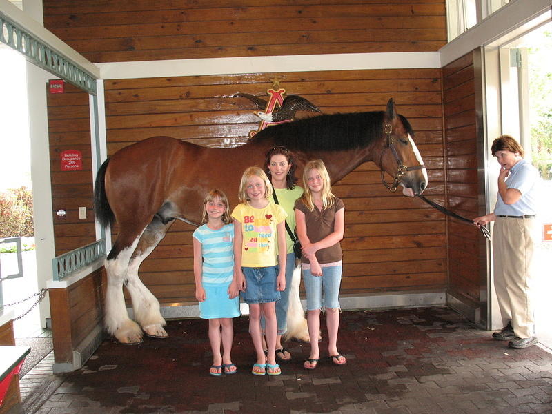 Seaworld is owned by Anheiser Busch so we had to see the Clydesdales and sample the free beer (well not the girls)