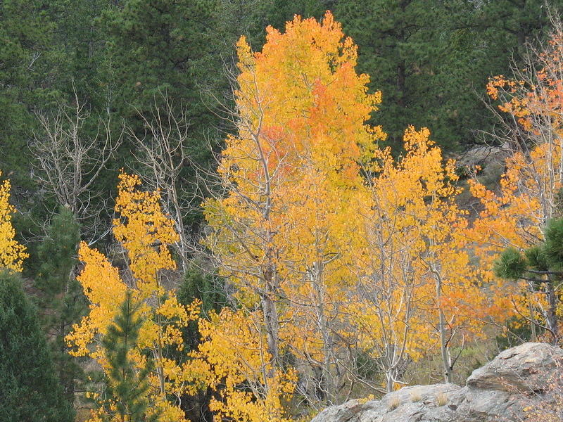 aspens taken from HWY 7