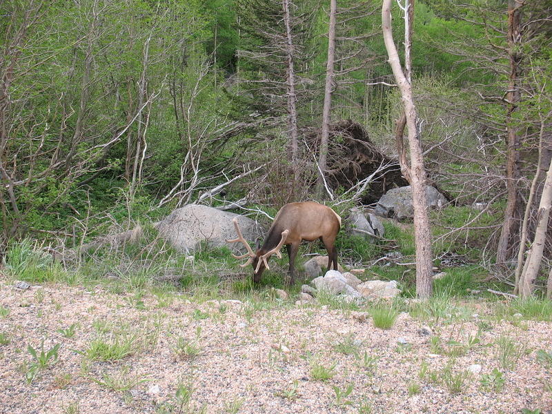 Elk