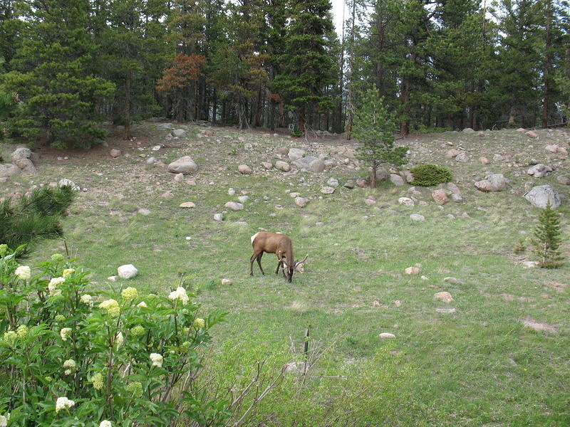 Elk