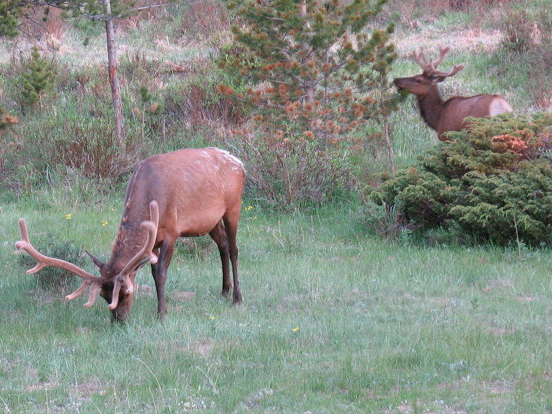 Elk