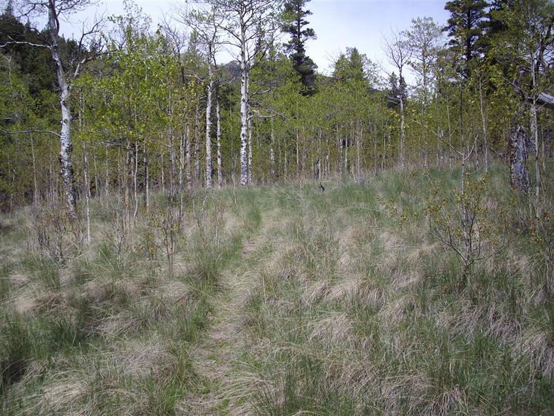 Great little aspen meadow.